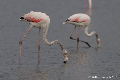 Fenicottero (Phoenicopterus rubens)