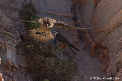 Falco della Regna (Falco eleonorae)  