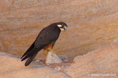 Falco della Regna (Falco eleonorae)  