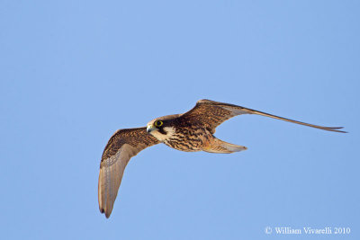 Falco della Regna (Falco eleonorae)  