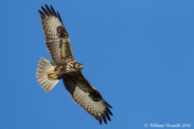 Poiana (Buteo buteo)