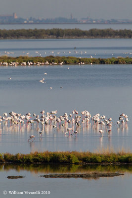 Fenicottero (Phoenicopterus rubens)