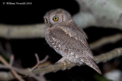 Assiolo (Otus scops)