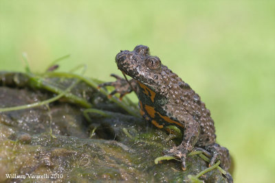 Ululone appenninico (Bombina pachypus)