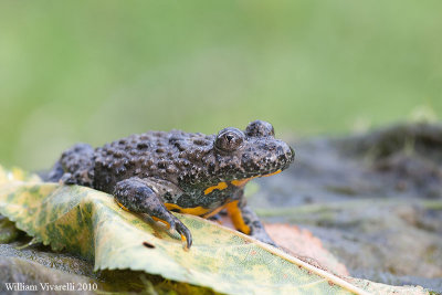 Ululone appenninico (Bombina pachypus)