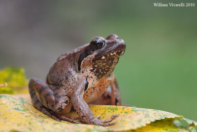 Rana di lataste (Rana latastei)