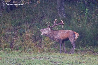 Cervo (Cervus elaphus)