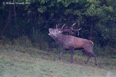 Cervo (Cervus elaphus)