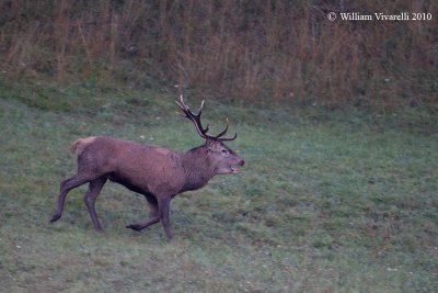 Cervo (Cervus elaphus)