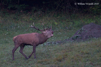 Cervo (Cervus elaphus)