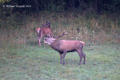 Cervo (Cervus elaphus)