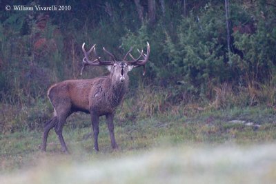 Cervo (Cervus elaphus)