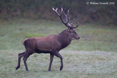 Cervo (Cervus elaphus)