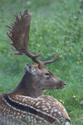 Daino (Dama dama)