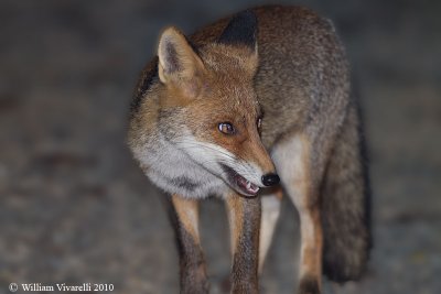 Volpe (Vulpes vulpes)