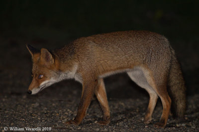 Volpe (Vulpes vulpes)