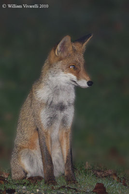 Volpe (Vulpes vulpes)