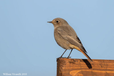 Codirosso spazzacamino (Phoenicurus ochruros)