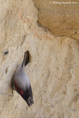 Picchio muraiolo (Tichodroma muraria)