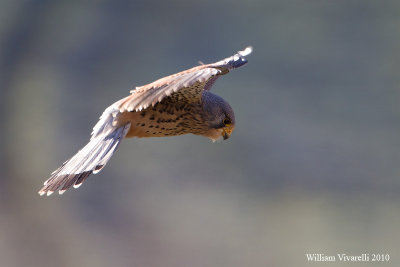 Gheppio (Falco tinunculus)