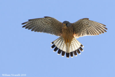 Gheppio (Falco tinunculus)