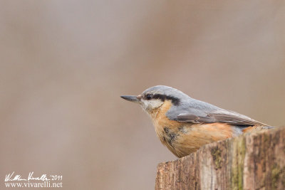 Picchio muratore (Sitta europaea)