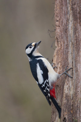 Picchio rosso maggiore (Dendrocopos major) 