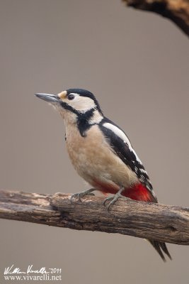 Picchio rosso maggiore (Dendrocopos major) 