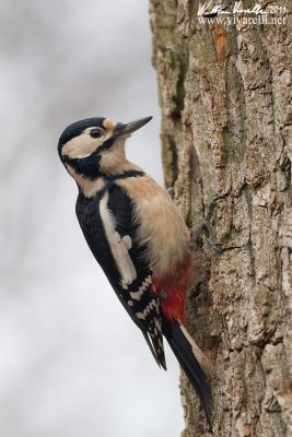 Picchio rosso maggiore (Dendrocopos major) 