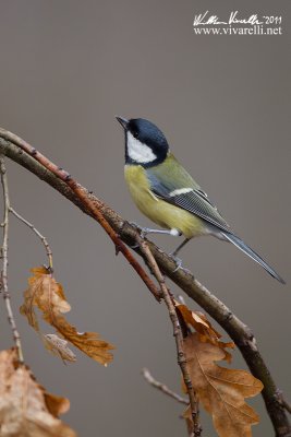 Cinciallegra  (Parus major)  