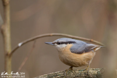 Picchio muratore (Sitta europaea)