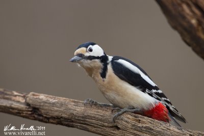 Picchio rosso maggiore (Dendrocopos major) 