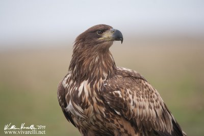 Aquila di mare (Haliaeetus albicilla)  