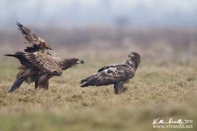 Aquila di mare (Haliaeetus albicilla)  