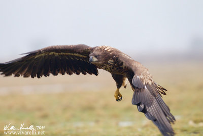 Aquila di mare (Haliaeetus albicilla)  