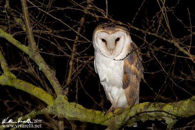 Barbagianni (Tyto alba)