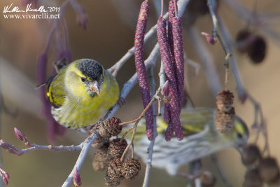 Lucherino (Carduelis spinus)