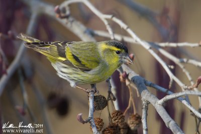 Lucherino (Carduelis spinus)