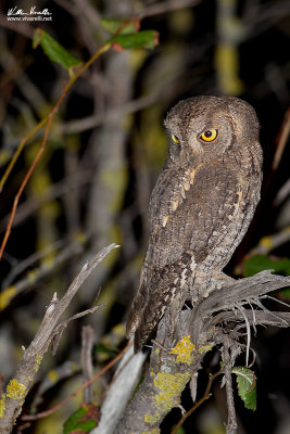 Assiolo (Otus scops)