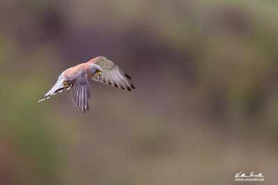 Grillaio (Falco naumanni)