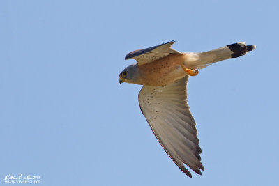 Grillaio (Falco naumanni)