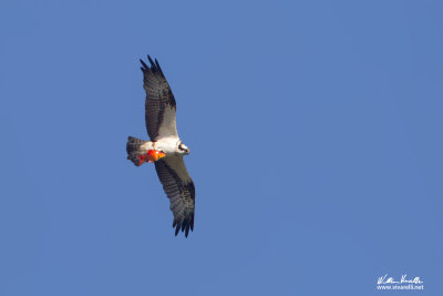 Falco pescatore (Pandion haliaetus)