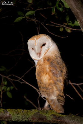 Barbagianni (Tyto alba)