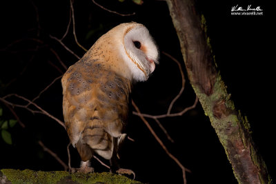 Barbagianni (Tyto alba)