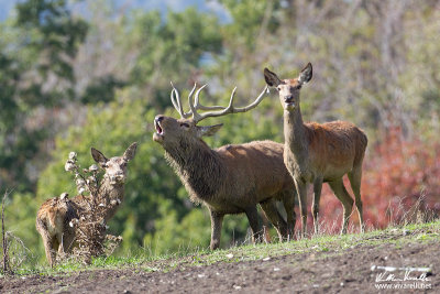 Cervo (Cervus elaphus)