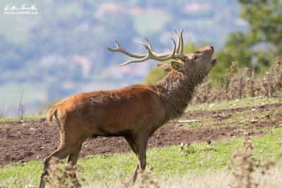 Cervo (Cervus elaphus)