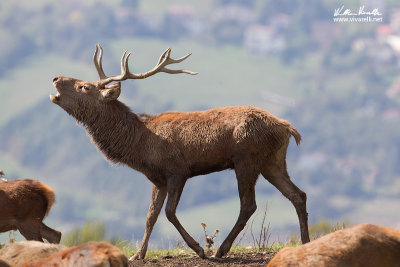 Cervo (Cervus elaphus)