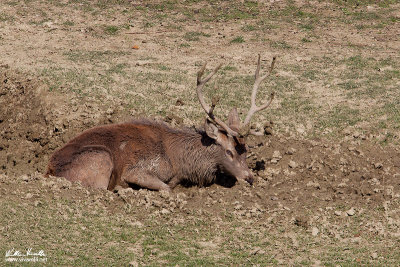 Cervo (Cervus elaphus)