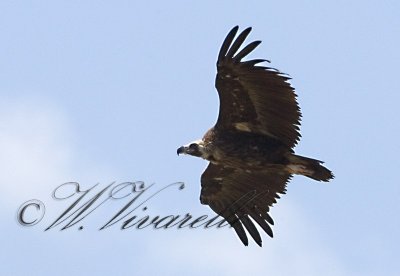 avvoltoio monaco.jpg