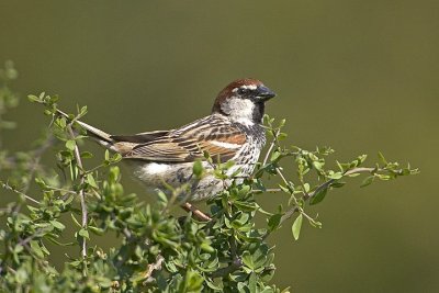 Passero spagnolo (Passer hispaniolensis)